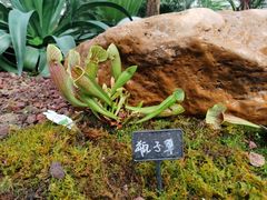 -石家庄市植物园