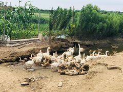 -上海崇明金茂凯悦酒店