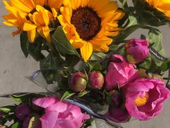 -秦美花卉(天朗·莱茵小城2期店)