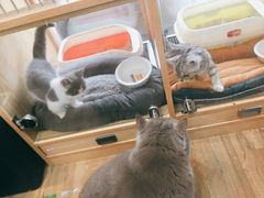 -1013 PET SHOP精品宠物商店(丁香店)