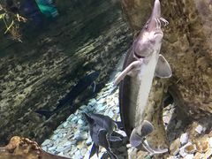 -迪拜水族馆及水下动物园