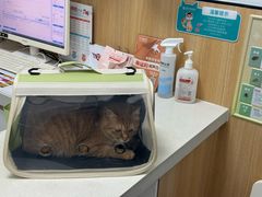 -瑞派长江宠物医院·猫科·外科·24小时夜护(谊城公寓分院)