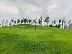 -合肥滨湖国家森林公园