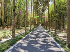 -中国科学院西双版纳热带植物园