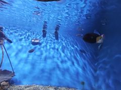 -秦皇岛新澳海底世界