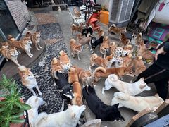 -柴犬高等学院·狗咖·柴犬售卖·宠物训练