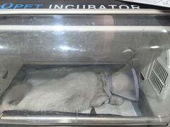 -瑞派名望志远动物医院·猫科·內科·异宠专科(直港大道店)