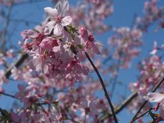 -福建鲤鱼洲酒店