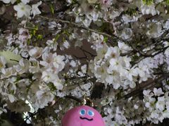 -武汉大学-樱园