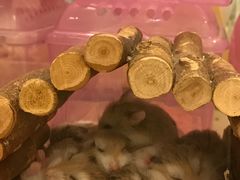 -龙猫仔乐园(惠福东路店)