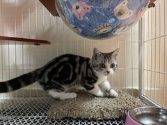 -lincat·猫舍(广州店)