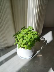 -倩极·精研痘敏肌管理