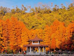 -深圳仙湖植物园