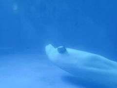-海合安成都极地海洋公园
