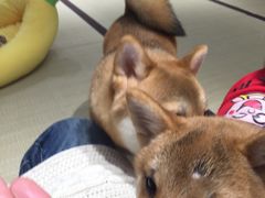 -逗柴咖啡屋·狗咖猫咖宠物桌游