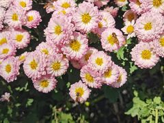 -杭州植物园