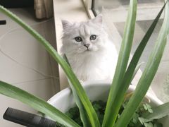-佩兹宠物医院肿瘤专科·眼科·牙科(黄浦店)