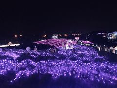 -大塘金香草谷