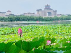 -莲花池公园