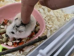 -钓仓鼠(洋桥北里小区店)