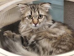 -安格丽娜·狗咖·猫咖羊驼咖(春熙路百盛商场店)