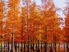 -白鹭湾湿地公园