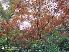 -岳麓山风景名胜区