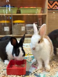 -卡通尼·Safari非洲探索乐园·生日会(金桥国际商业广场店)