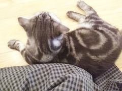 -萌喵宠狗爱心宠咖