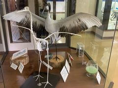 -钏路市丹顶鹤自然公园