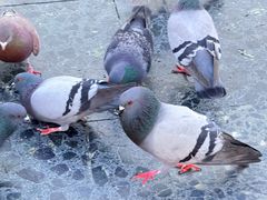 -加泰罗尼亚广场