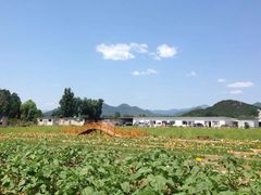 -北京东方普罗旺斯薰衣草庄园