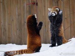 -京都老蔡记(伊河路店)