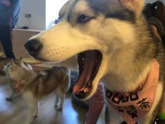 -Husky Go! 哈士奇体验馆·宠物咖啡厅狗咖