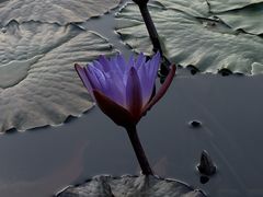 -云溪植物园