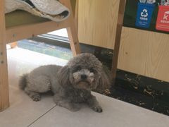 -瑞鹏宠物医院犬猫全科(真大分院)