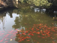 -东湖落雁景区