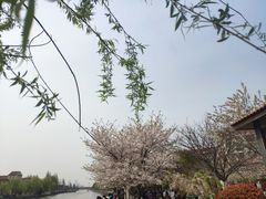 -高东镇樱花园