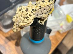 -酷以爬仙阁实体爬宠店·守宫·蜥蜴·专业繁育