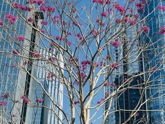 -深圳湾万象城(南山店)