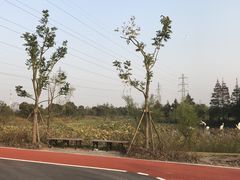 -上海长兴岛郊野公园