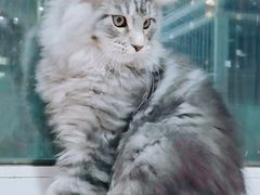 -十年猫舍·猫咪专门店(普陀店)