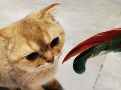 -楼上猫咖(罗湖店)