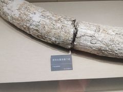 -安徽省地质博物馆