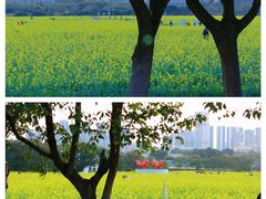 -光明小镇欢乐田园