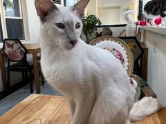 -猫小院猫主题餐厅(南锣旗舰店)