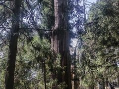 -天目山大树王景区