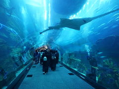 -迪拜水族馆及水下动物园