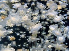 -太平洋海底世界