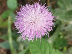 -紫蓬山国家森林公园